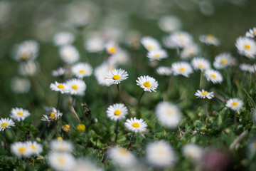 Daisies in the grass. Blur effect with shallow depth of field, vintage lens rendering - 766536573