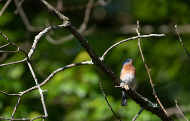 Eastern Bluebird
