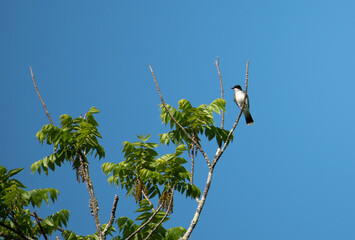 Eastern Kingbird
