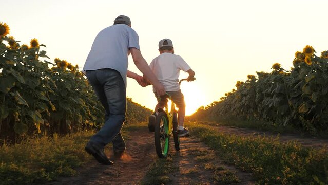 Father teaching little son riding on bike at sunset sunflower field back view slow motion. Happy family male parent and boy kid child learning driving bicycle cycle together weekend sport activity