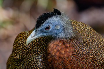 close up of a bird
