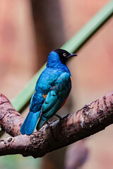 bird on a branch