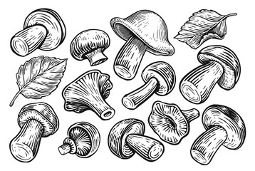 Set of mushrooms isolated on white background. Hand drawn sketch illustration