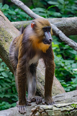 portrait of a baboon