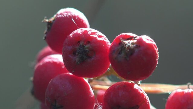 Red wild and ripe hawthorn berries grow on dry branch. Macro view of plant berries in wild