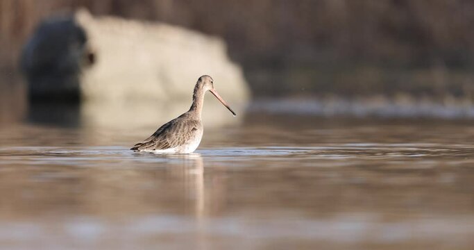 The black-tailed godwit (Limosa limosa) is a large, long-legged, long-billed shorebird.