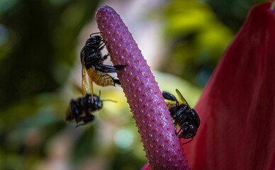 bee on a flower