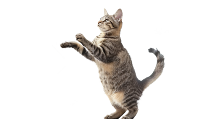 cat beg against transparent background