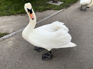 A close up of a Mute Swan