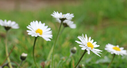 Daisy flowers in the grass. Bellis perennis in close-up. Selective focus and blurred background. © nipa