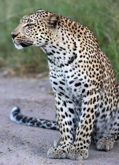 African leopard looking to the left