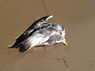 Gaviota muerta en la playa por contaminación