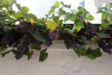 Ripe grapes against a white wall, close-up. Alberobello, Puglia, Italy