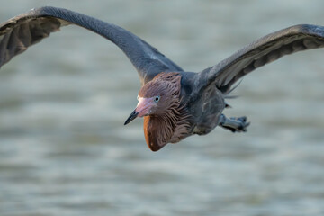 Reddish Egret flying