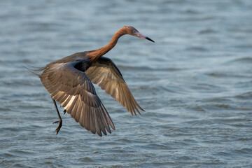 Reddish Egret