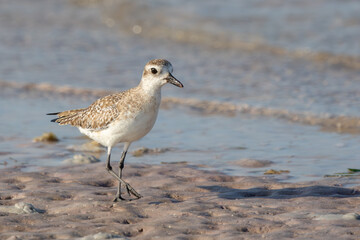 Juvenile Black-bellied Plover