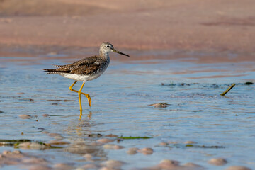 Lesser Yellowlegs