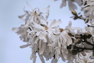 Weiße Blüten der Magnolie
