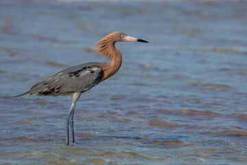 Portrait of Reddish Egret 
