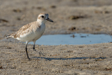 Juvenile Black-bellied Plover