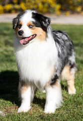 Fototapeta premium Blue merle miniature American Shepherd posing outdoors