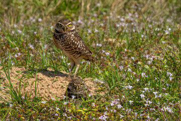 Burrowing owls near nest