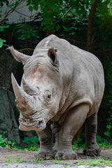 Naklejka premium rhino in the zoo
