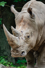 Obraz premium rhino in the zoo