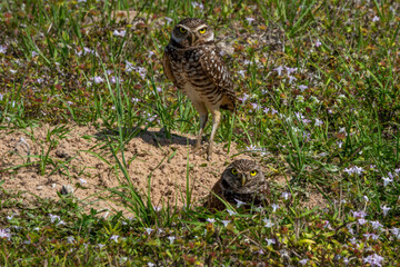 Burrowing owls near nest