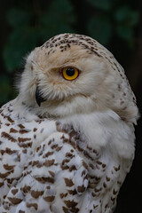 Obraz premium great horned owl