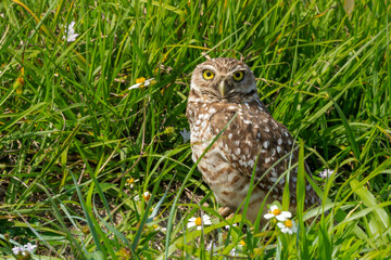 Burrowing owl