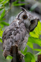 great horned owl