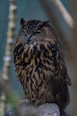 horned owl