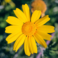 Margherita gialla nel campo, macro