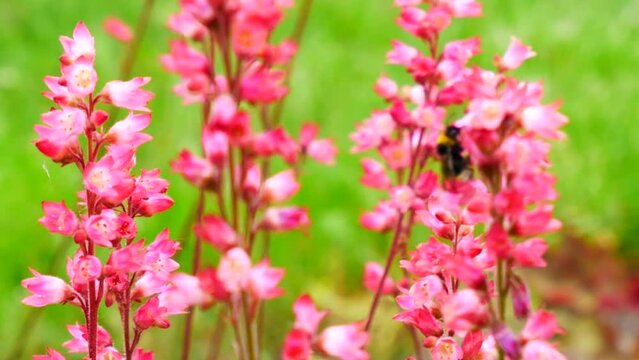 A bumblebee on the bright pink tiny flowers of Heuchera or Coral Bells