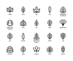 Leaf linear vector icons. Isolated outline of leaves maple, cherry, figs and other leaves on a white background. Vector icons symbols set.