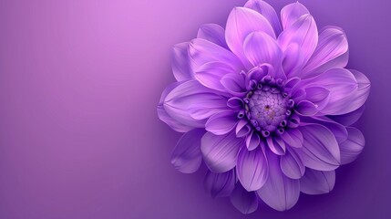 Elegantly Detailed Purple Flower, Illuminated to Perfection, Offering Copy Space on a Luxurious...