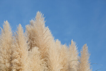 pampas grass against the blue sky, close up of photo