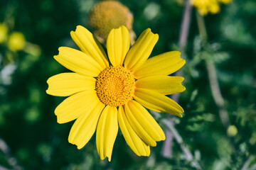 Margherita gialla nel campo, macro