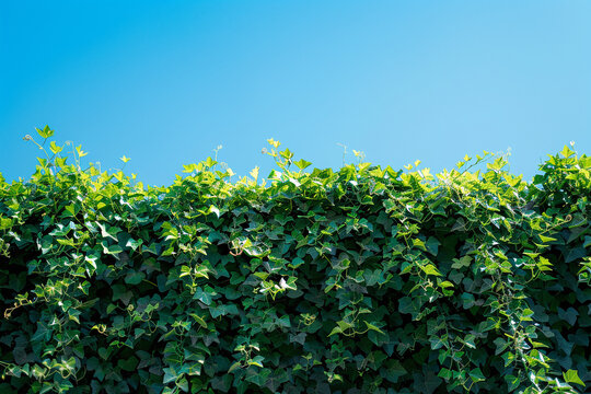 Photo of green hedge against blue sky.