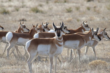 Standing antelope in grassy field.  Brown and white mammals with horns standing and looking across a tan grassy pasture.  © Rex Jaymes