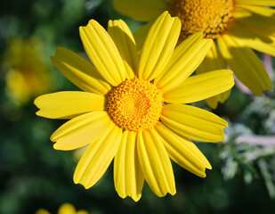 Margherita gialla in un campo, macro