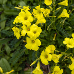Flora of Israel. Oxalis pes-caprae is a species of tristylous yellow-flowering plant in the wood...