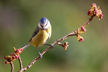 Sunlit Blue Tit (Cyanistes caeruleus) posed on blossom branch in a British back garden in Spring. Yorkshire, UK