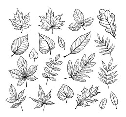 Tree leaves. Set of  floral sketch illustration . Hand drawn vector outline