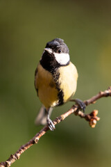Fototapeta premium Adult Great Tit (Parus major) posed on a blossom branch in a British back garden in Spring. Yorkshire, UK
