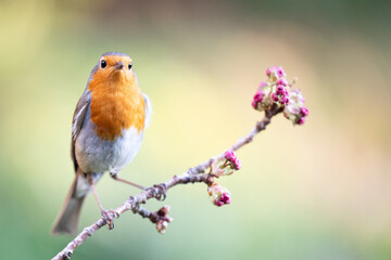 Robin (Erithacus rubecula) posed on a blossom branch in a British back garden in Spring. Yorkshire, UK