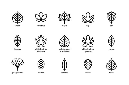 Plant leaves and their name vector linear icons. Isolated icon  collection of leaves plants linden, chestnut, maple, figs and more.