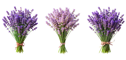 lavender isolated on white © sadi