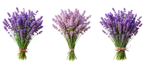 lavender isolated on white